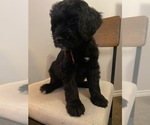 Puppy 6 Bernedoodle-Schnoodle (Giant) Mix