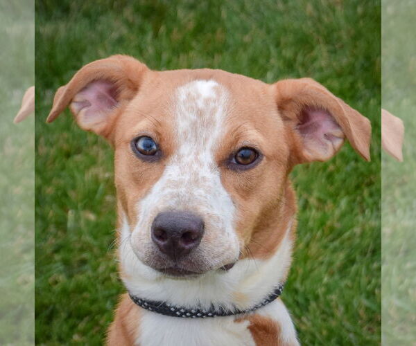 Medium Photo #1 Labrador Retriever-Red Heeler Mix Puppy For Sale in Huntley, IL, USA