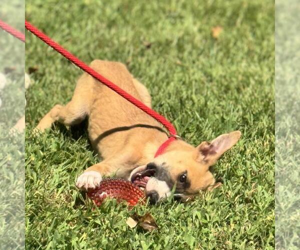 Medium Photo #2 Mutt Puppy For Sale in Yardley, PA, USA