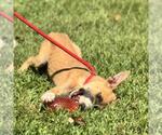 Small #1 Mutt