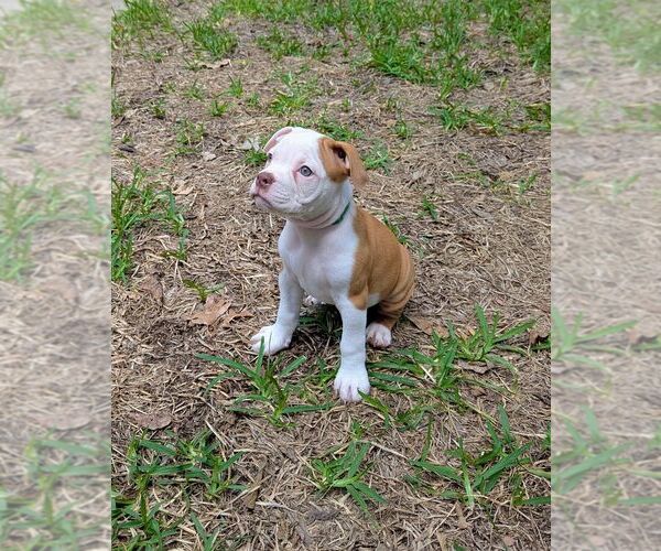 Medium Photo #6 Olde English Bulldogge Puppy For Sale in AUSTIN, TX, USA