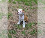 Small #5 Olde English Bulldogge