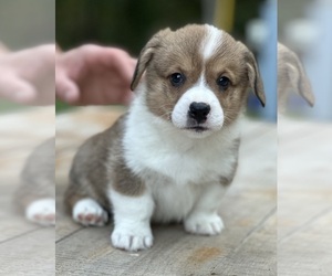 Pembroke Welsh Corgi Puppy for sale in ROLLA, MO, USA