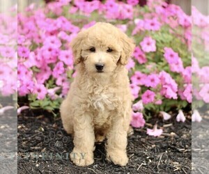 Goldendoodle (Miniature) Puppy for sale in GAP, PA, USA