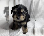 Small Photo #6 Poodle (Toy)-Yorkshire Terrier Mix Puppy For Sale in OWENSBORO, KY, USA