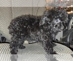 Small #30 Poodle (Toy)