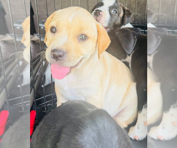 Medium Photo #3 Labrador Retriever-Unknown Mix Puppy For Sale in Claremore, OK, USA