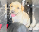 Small #2 Labrador Retriever Mix