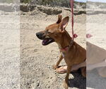 Small #1 Labrador Retriever Mix