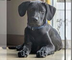 Small #4 Labrador Retriever Mix