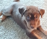 Small Photo #2 German Shepherd Dog-Siberian Husky Mix Puppy For Sale in NIAGARA FALLS, NY, USA