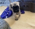 Small Photo #7 Mastiff Puppy For Sale in BRUCETON MILLS, WV, USA