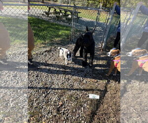 Abby - Female Rat Terrier-Unknown Mix Dog for Adoption - Photo #3