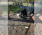 Small Photo #3 Rat Terrier-Unknown Mix Puppy For Sale in Oakhurst, NJ, USA