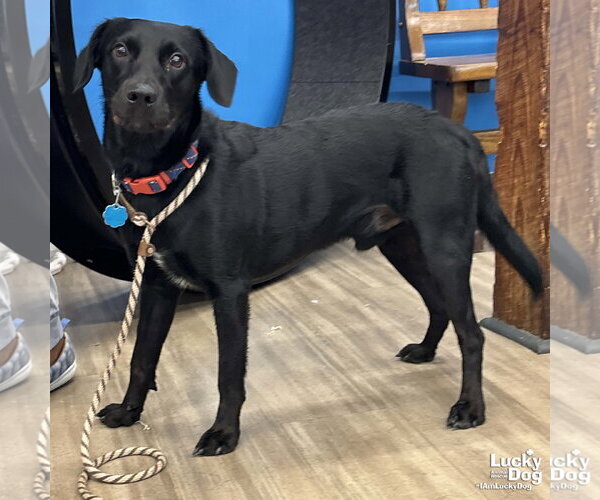 Medium Photo #2 Borador Puppy For Sale in Washington, DC, USA