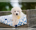 Small #2 Maremma Sheepdog