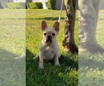 Small Photo #3 French Bulldog Puppy For Sale in ALAFAYA, FL, USA