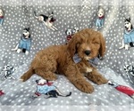 Small #7 Cavapoo (Standard)