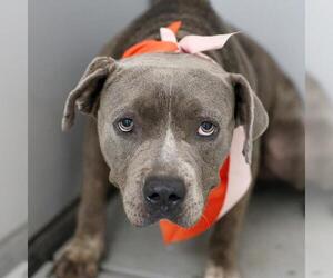 American Staffordshire Terrier-Unknown Mix Dogs for adoption in San Antonio, TX, USA