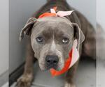 KANEO - Male American Staffordshire Terrier-Unknown Mix Dog for Adoption - Small photo
