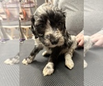 Small Photo #10 Aussiedoodle Puppy For Sale in INDIANAPOLIS, IN, USA