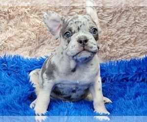 French Bulldog Puppy for sale in BOSTON, MA, USA