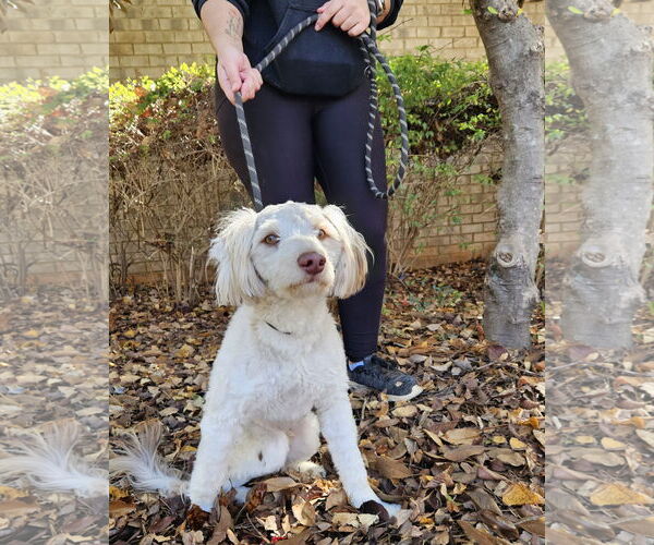 Medium Photo #2 Mutt Puppy For Sale in Thomasville, NC, USA