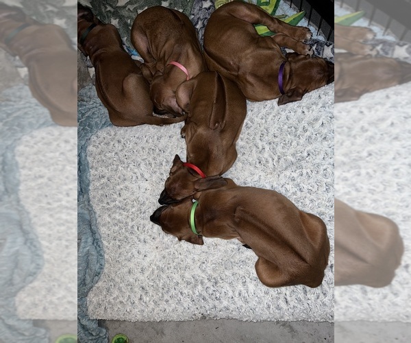 Medium Photo #2 Rhodesian Ridgeback Puppy For Sale in MURFREESBORO, TN, USA
