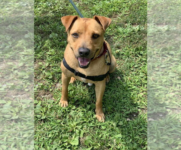 Medium Photo #2 Labrador Retriever-Unknown Mix Puppy For Sale in Elmsford, NY, USA