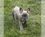 Puppy Puppy 3 Orion French Bulldog