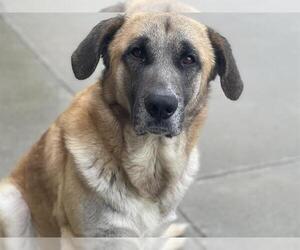 German Shepherd Dog-Great Pyrenees Mix Dogs for adoption in Tulsa, OK, USA