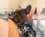 Small #12 French Bulldog