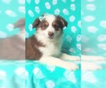 Small Photo #6 Australian Shepherd Puppy For Sale in LANCASTER, PA, USA