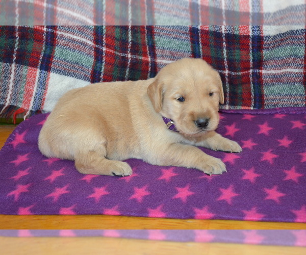 Medium Photo #2 Golden Retriever Puppy For Sale in OWEN, WI, USA