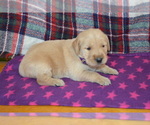 Puppy 1 Golden Retriever