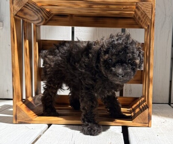 Medium Photo #1 Poodle (Miniature) Puppy For Sale in CURTISS, WI, USA