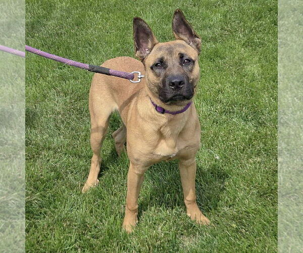 Medium Photo #3 German Shepherd Dog-Unknown Mix Puppy For Sale in Huntley, IL, USA