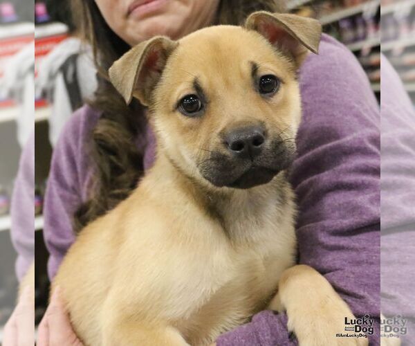 Medium Photo #6 Mutt Puppy For Sale in Washington, DC, USA