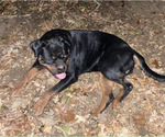 Small Photo #4 Rottweiler Puppy For Sale in NORMAL, IL, USA