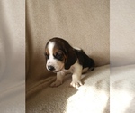 Small Photo #21 Basset Hound Puppy For Sale in PETERSBURG, IN, USA