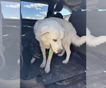 Small #2 Great Pyrenees