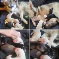 Mother of the Maltese-Siberian Husky Mix puppies born on 12/03/2016