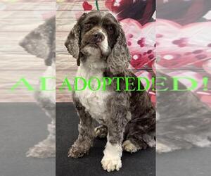 Cocker Spaniel Dogs for adoption in Westminster, MD, USA