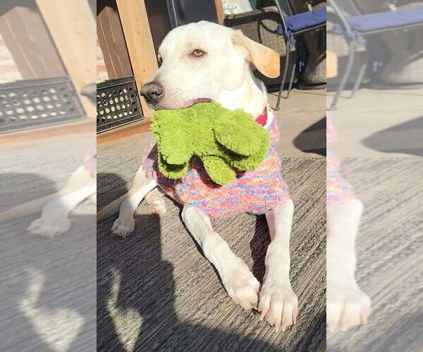 Medium Photo #4 Anatolian Shepherd-Unknown Mix Puppy For Sale in Royse City, TX, USA