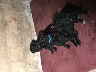 Wirehaired lab Puppy for sale in NEW PRAGUE, MN, USA