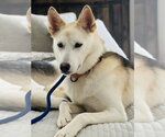 Small #10 Siberian Husky Mix