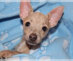 Puppy Zax Chihuahua