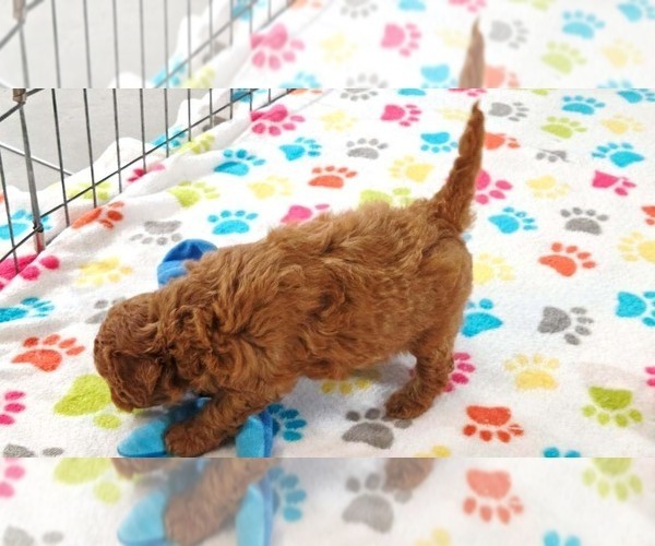Medium Photo #13 Cavapoo mix (+ Poodle Miniature) Puppy For Sale in ORO VALLEY, AZ, USA