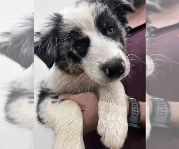 Medium Photo #5 Australian Shepherd Puppy For Sale in TYLER, TX, USA
