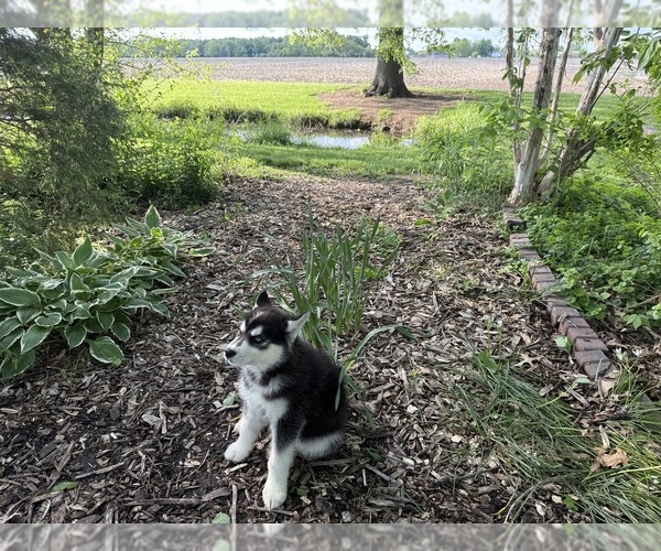 Medium Photo #4 Siberian Husky Puppy For Sale in ALTON, IL, USA